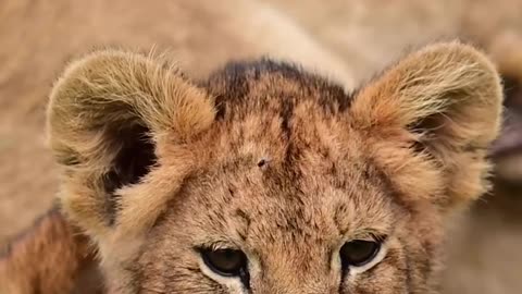 Wildlife |& Funs
