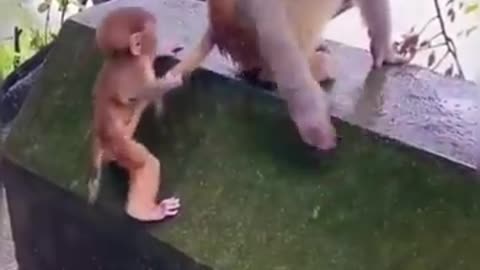 funny animals video