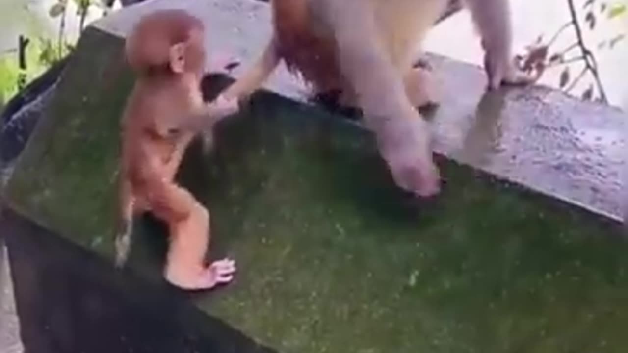 funny animals video