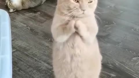 Cat video