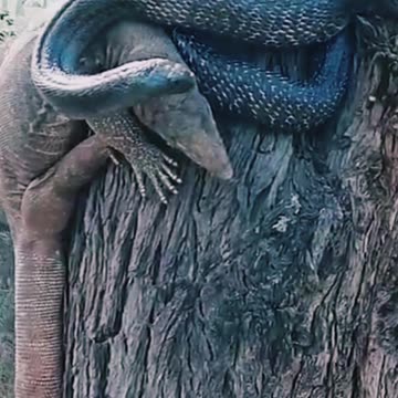 #minivlog #shorts #animals #video #viral