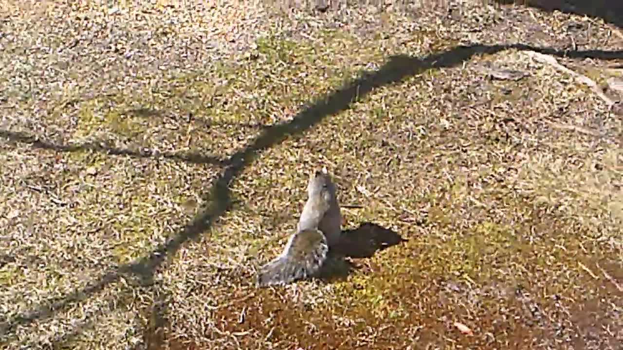 squirrels in February as warm weather begins