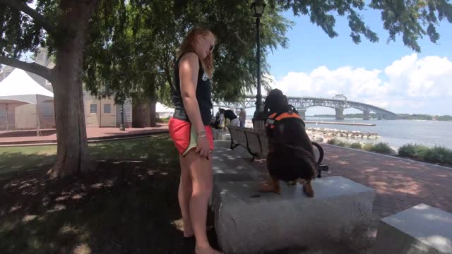 How to teach a dog to listen to your commands . Dog training 100 .