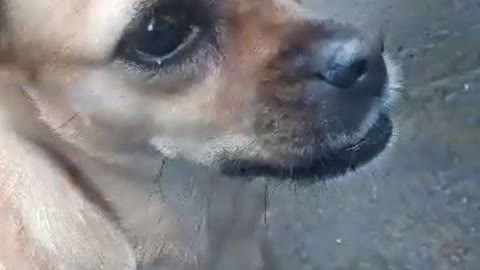 video of mischievous dogs