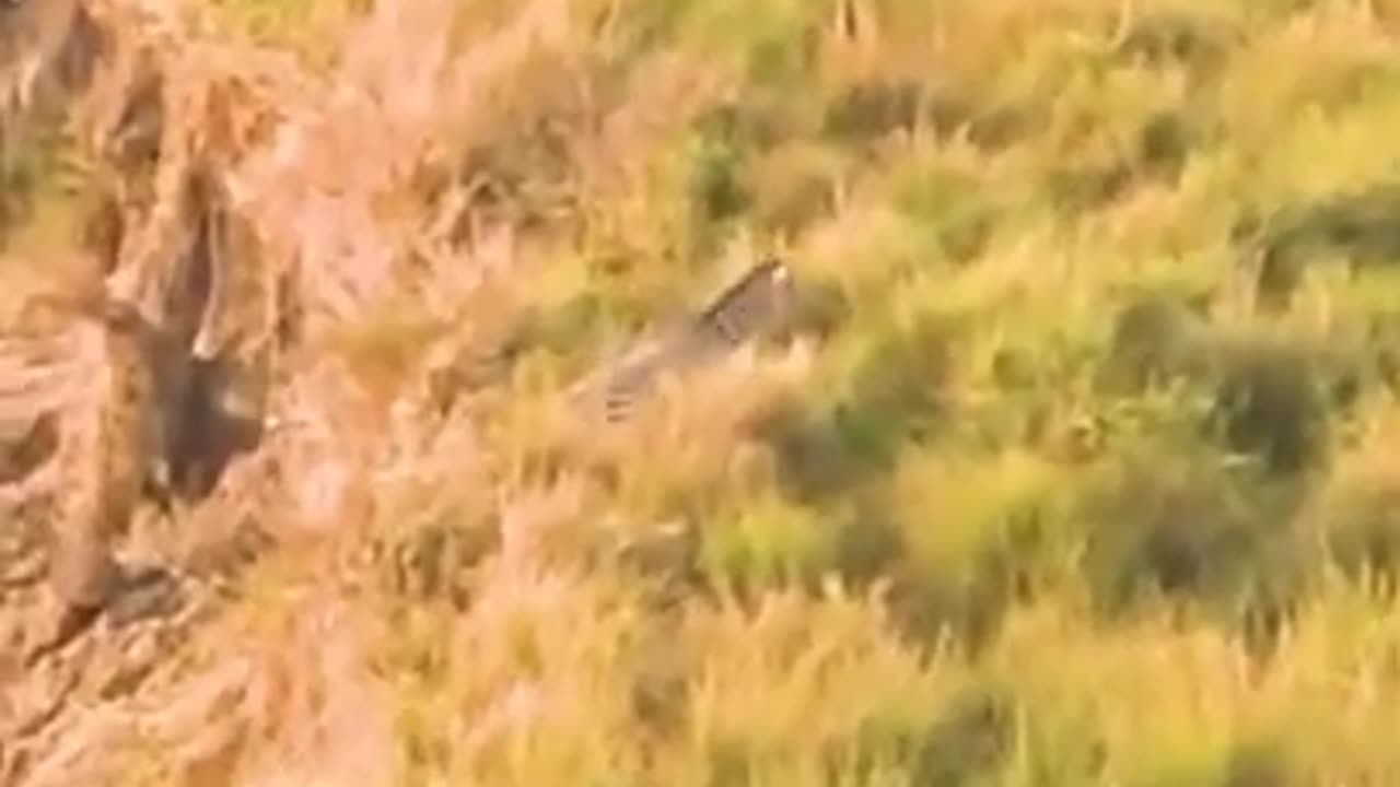 The Zebra Survived The Crocodile But Was Killed By The Lion #short #wildanimal #animal #shortvideo