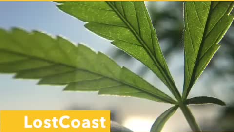 LostCoast Wellness.com