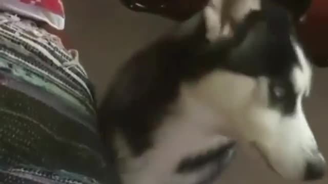 A dog who loves sleeping very much one day is very lazy