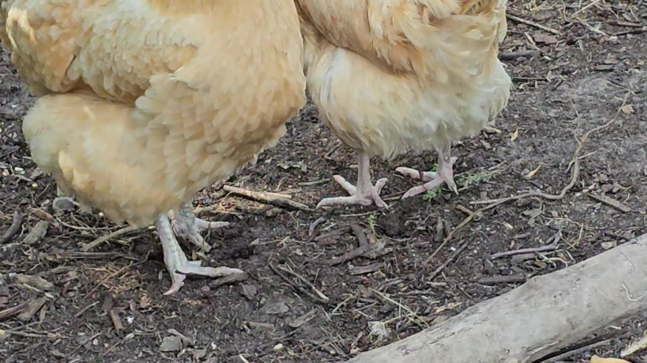 OMC! Chickens are funny & what is that plant they are eating? #chickens #plantidentification #shorts