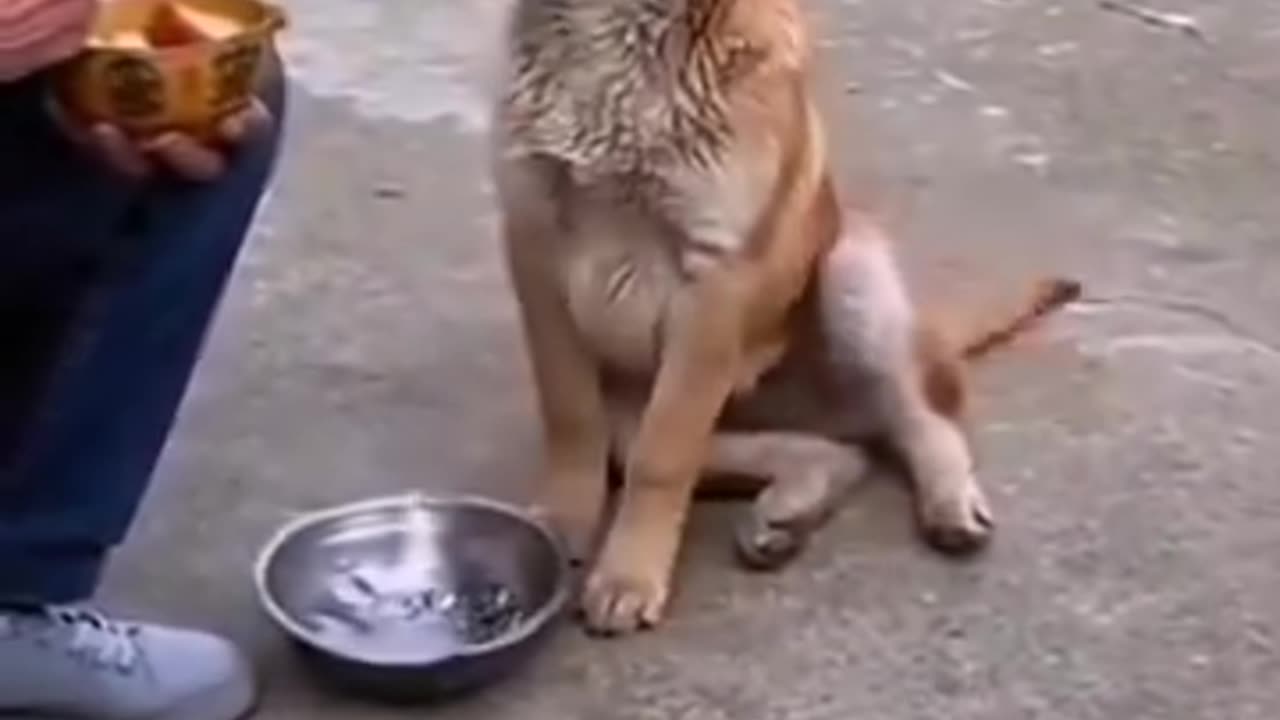 Hungry Dog