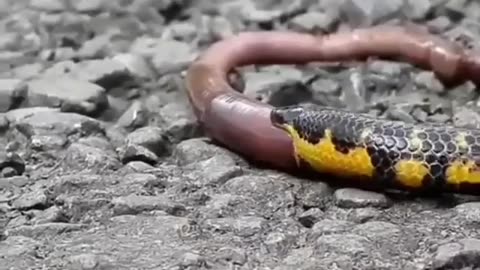 Wildlife in closer view with a natural perspective.