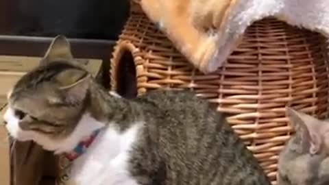 Cats enjoying play fighting video