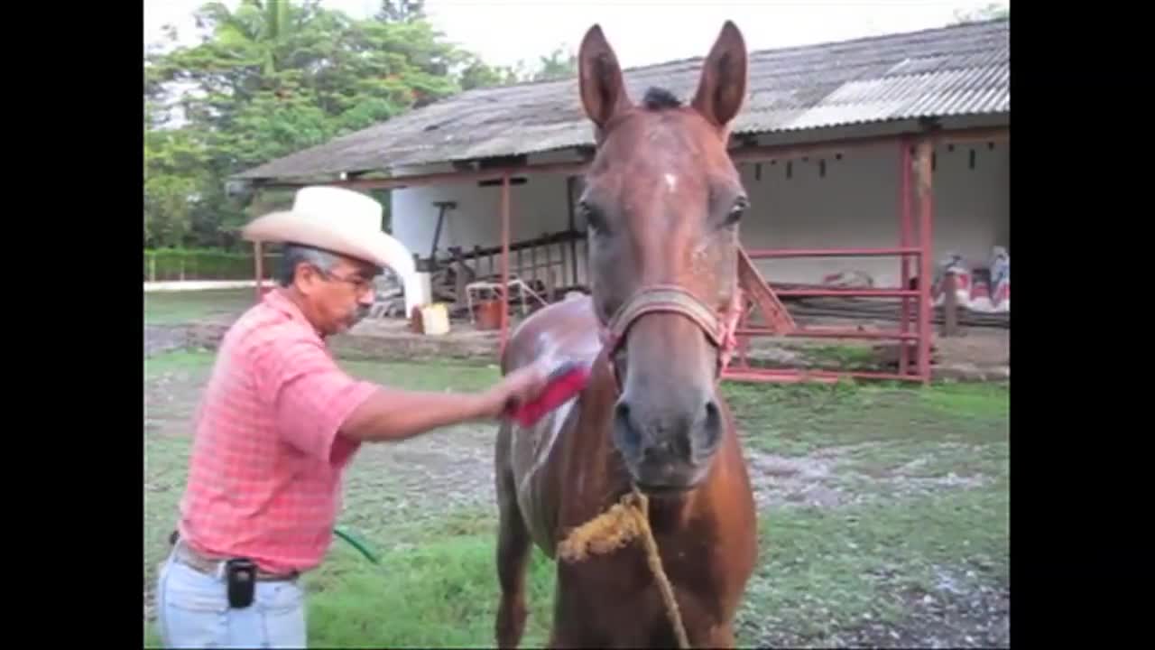 HORSES Help Make Antivenom In Mexico