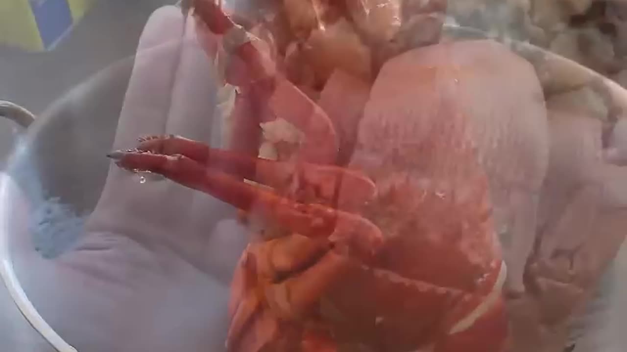 Spiny Lobster ASM