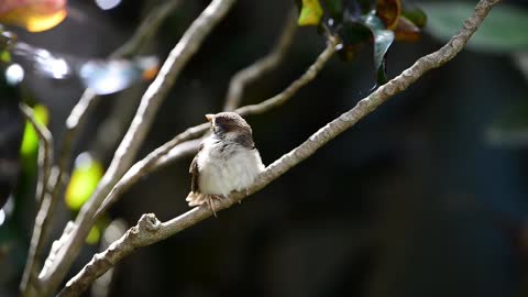 A bird is singing on a tree