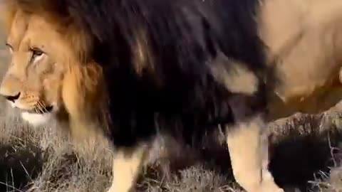 A male lion’s three main objectives are to mate, protect and fight 🦁
