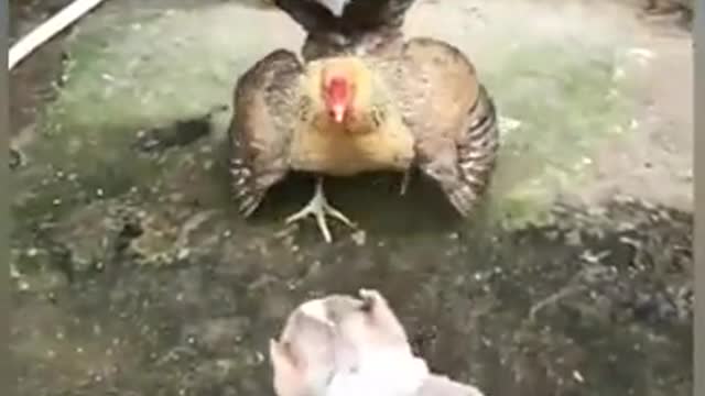 Chicken vs dog hahahahahah