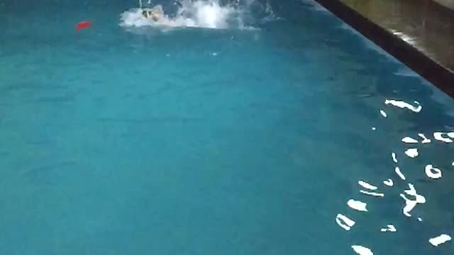 Retriever diving into the water