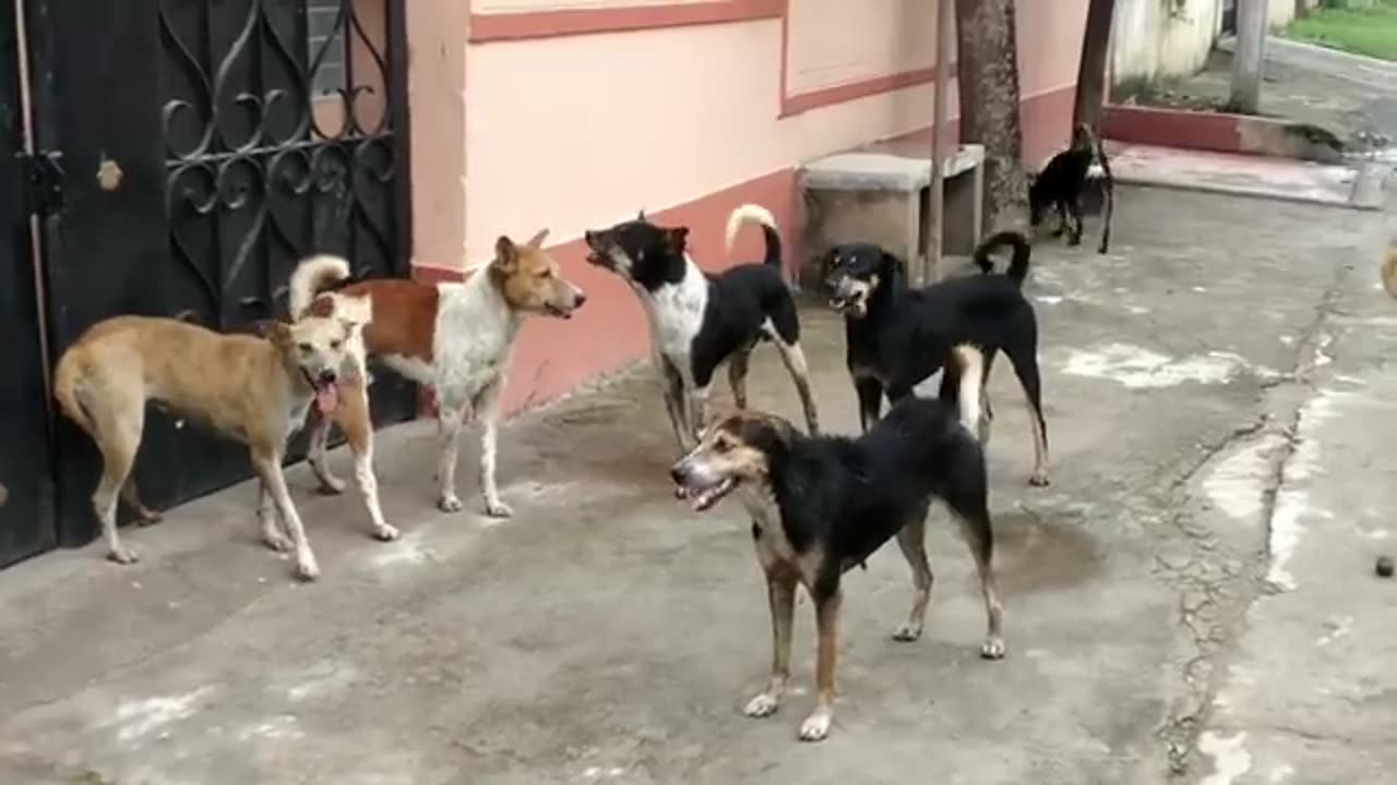 STREET DOG FIGHT __ DOG FIGHT VIDEO --DOGS BARKING