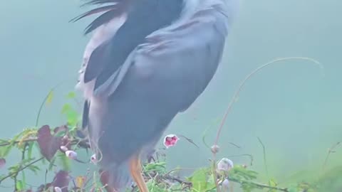 Wildlife and Funs