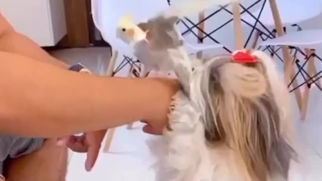 It looks like a CRAZY [Cute Dogs]