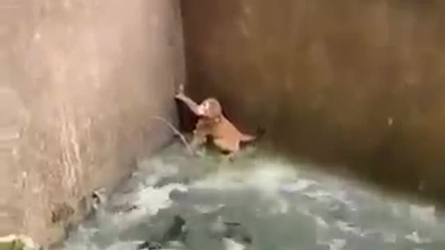 mother save her child cute monkey mother