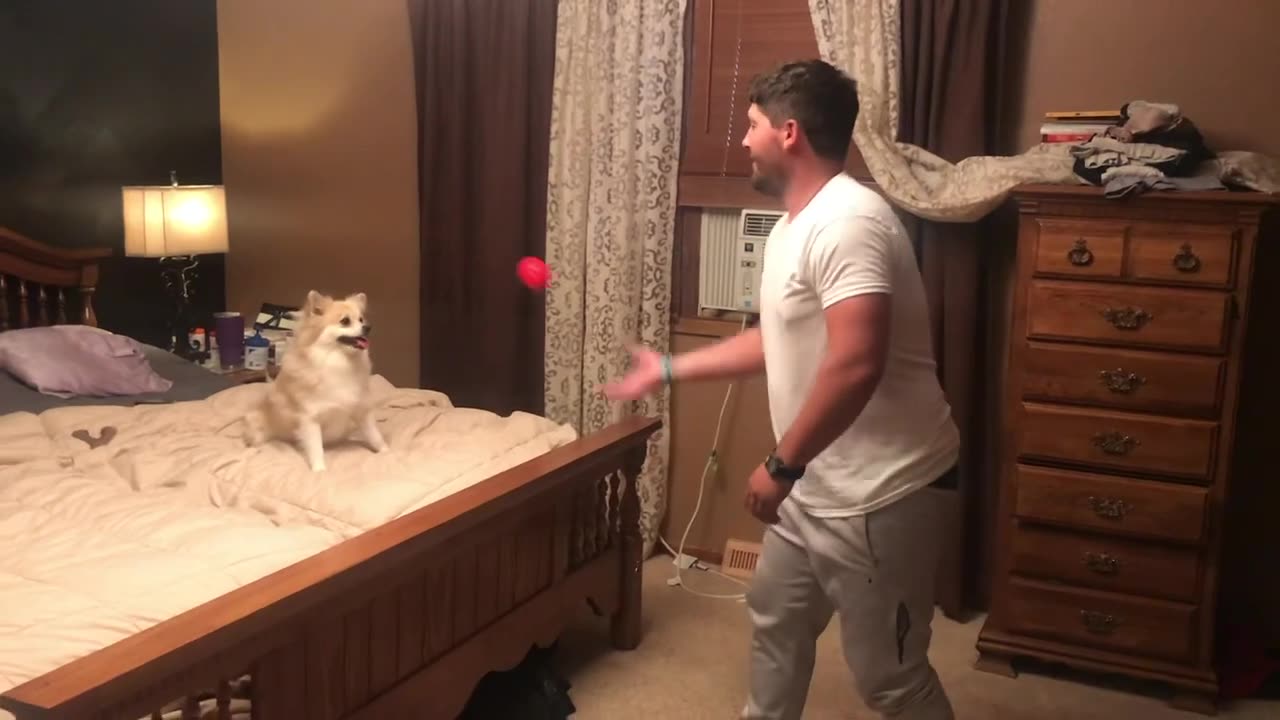 Awesome Little Dog Does Cool Tricks