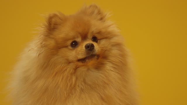 cute pomeranian dog..pomeranian price.