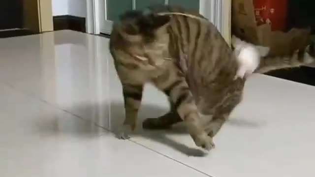 Funny reaction of the cat