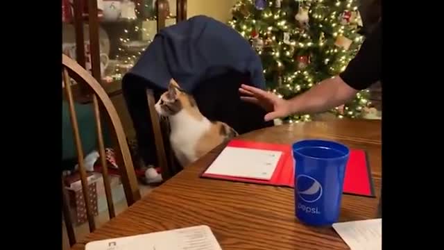 Funniest Cats 😹 - Cats Are Hilariously Clumsy 😂 - Funny Cats Life