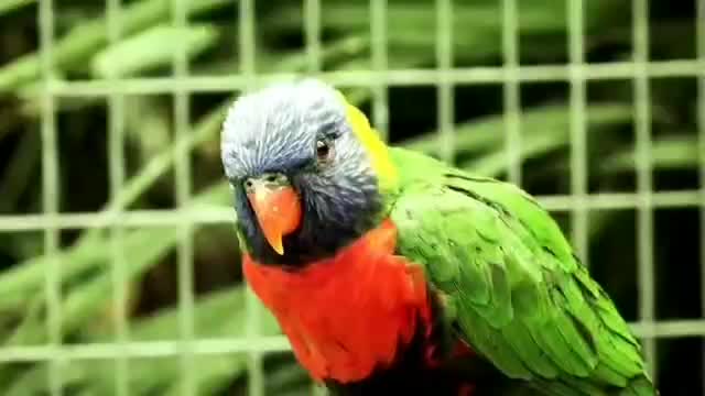 Animal 1: parrot