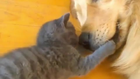 Kitten loves this dog
