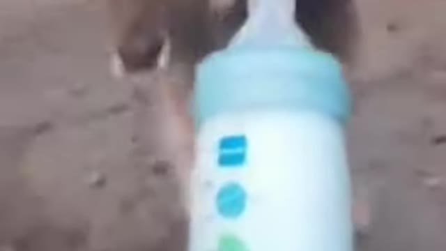 OMG So Cute Cats, Deer & Pets ♥ Best Funny #Sort Videos 2021| Cutest baby animals Videos Compilation