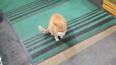 Korean cute cat