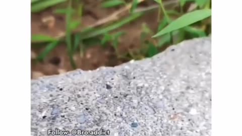 Ant ke sath bhi prank