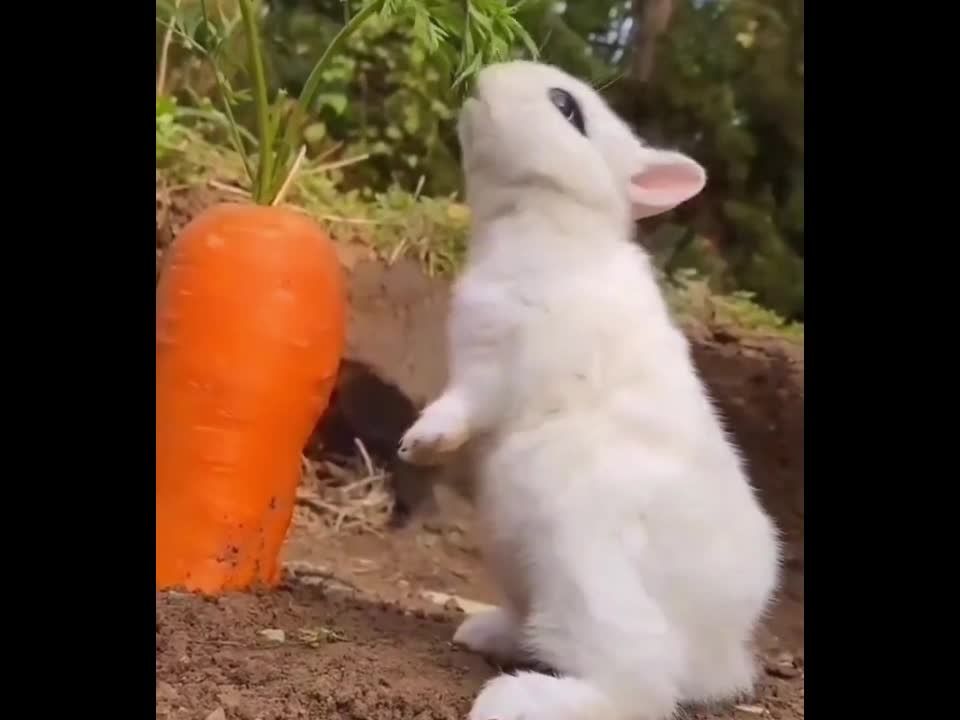 The rabbit is so cute, how can you eat the rabbit!🐇