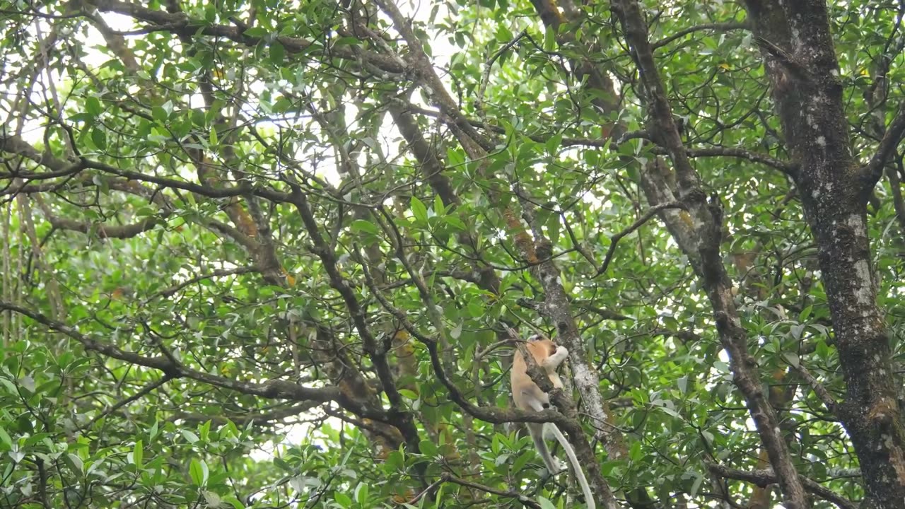 The Quirky Life of the Proboscis Monkey in Borneo