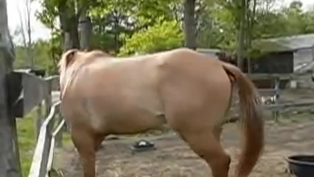 Beautiful Horse Reunion
