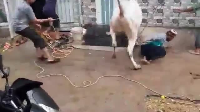 Cow 🐄 Fan of Bruce Lee🥷🥷💪💪🤛