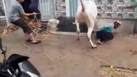 Cow 🐄 Fan of Bruce Lee🥷🥷💪💪🤛