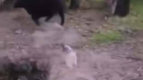 Funny animal video