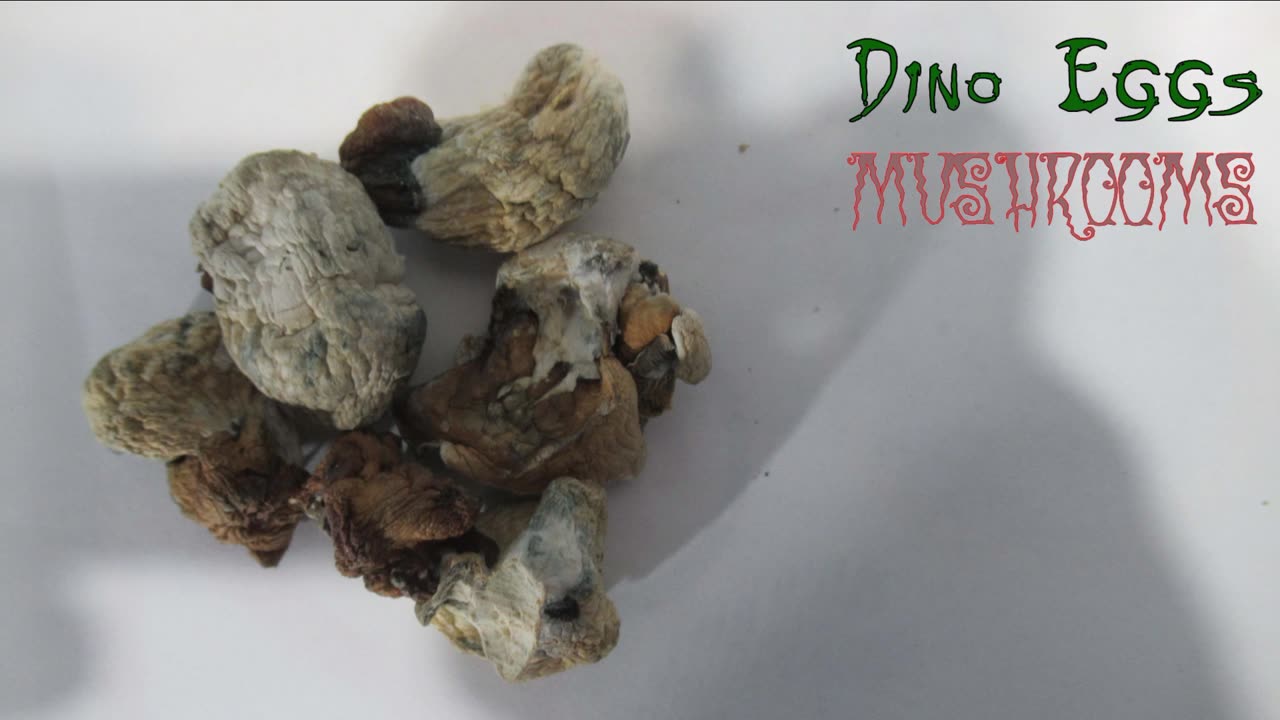 106 Dino Eggs mushrooms