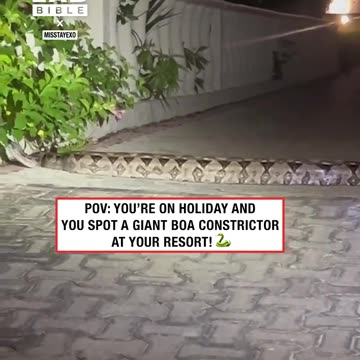 Massive boa constrictor at resort 🐍