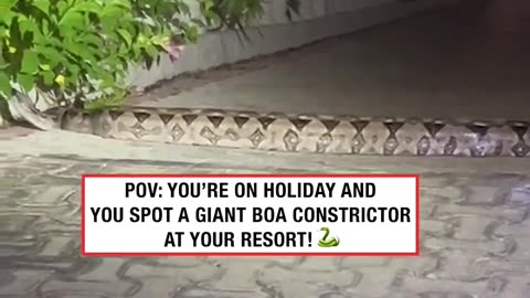 Massive boa constrictor at resort 🐍