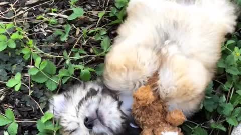 Cute small tan dog lies in garden holding brown stuffed animal