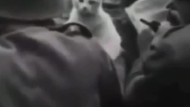 British soldier is your cat in WWII