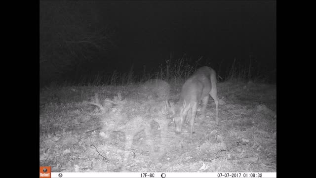 Fred Zeppelin 2021, Back On The Farm w/ lots of deer