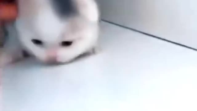 Cute Cat - Funny Animals