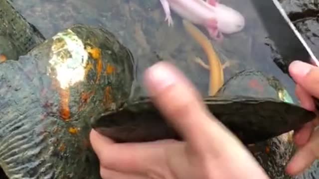 The song of the pearl and the song of the family are played at the same time.