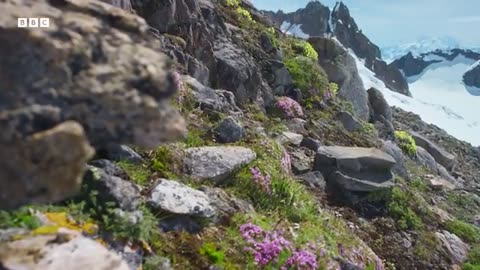 Cute Pika Steals Food From Neighbours | 4K UHD | Mammals | BBC Earth