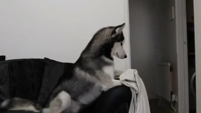 when i do magic for huskies